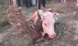 Bolu'da dereye düşen inek vinçle kurtarıldı