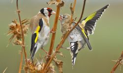 Kızılırmak Deltası Kuş Cenneti'ni yaz döneminde 50 binden fazla ziyaretçi gezdi