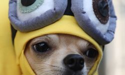Samsun'da evcil kedi ve köpek kostüm yarışması