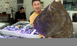 Sinop'ta 8,5 kilogram ağırlığındaki kalkan balığı ağlara takıldı