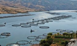 Sivas'ın bu ilçesinden Rusya ve Japonya’ya somon balığı ihraç ediliyor