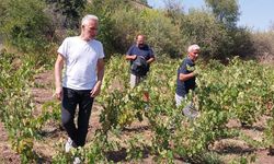 Ünlü gurmeler, 400 yıllık 'Sungurlu Beyazı'nı yerinde onayladı!