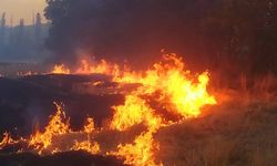 Çorum'da yangın panigi: Alevler ağaçlara sıçradı, 100 dönüm alan kül oldu!