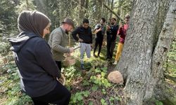 Bolu'daki yaylalar mantar meraklılarına ev sahipliği yapıyor