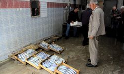 Sinop'ta balıkçı kooperatiflerinde alım satışta durgunluk yaşanıyor