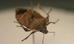 Tarım Müdüründen 'Bu böceği gördüğünüz yerde öldürün' uyarısı