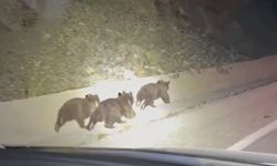 Doğanşar'da yavru ayıların şirin anları