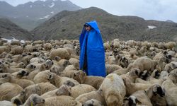 Çorum'daki Afgan çobanların hayatı tez konusu oldu