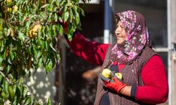 Çorum'da emekli astsubay, 35 dekar arazide 40 ton armut yetiştiriyor