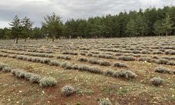 Safranbolu "Tıbbi ve Aromatik Bitkiler Şehri"nde 177 bin 800 bitki yetiştiriliyor