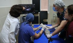 Samsun'daki hayvan hastanesinde bu yıl 350 yaban hayvanı tedavi edildi