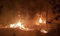 Çorum'da yangın felaketi: Anız yangını çamlık alana sıçradı