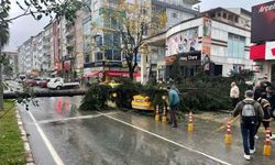 Rize'de şiddetli rüzgarın devirdiği ağaç 2 taksiye zarar verdi