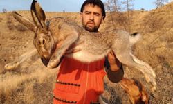 Çorum'da görenleri hayrete düşüren av: 7 kiloluk tavşan yakalandı