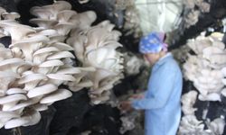 Samsun'da istiridye mantarı üreten girişimci kadınlar günde 200 kilo ürün alıyor