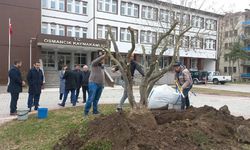 Osmancık'ta zeytin yetiştiriciliğine ilgi artıyor