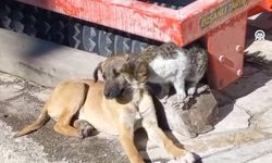 Yürek ısıtan kareler: Çorum'da kedi ve köpeğin dostluğu