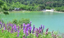 Yeşilin binbir tonu: Çorum'un saklı cenneti Yeşil Göl