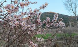Ceviz diyarı Oğuzlar'da zirai don alarmı: Ağaçlar çiçek açtı, üreticiler tedirgin