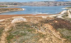 Kızılırmak'ta şaşırtan görüntüler: Türkiye'nin en uzun nehri Kızılırmak'ta kuraklık alarmı