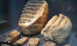 Aralarında mamut fosilinin de yer aldığı 545 milyon yıllık fosiller Samsun’da sergileniyor