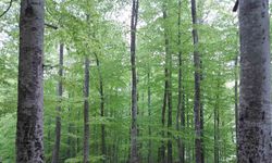 Samsun’a 102 milyon TL’lik orman yatırımı