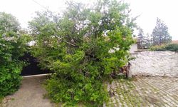 Şiddetli rüzgar Yunak’ta ağacı devirdi