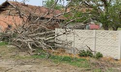Ortalık savaş alanına döndü! Şiddetli fırtına asırlık Ceviz ağacını kökünden söktü