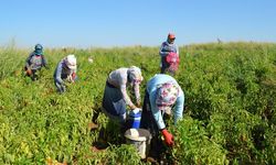 Mevsimlik tarım işçilerinin 2024 yılı günlük yevmiye ücretleri açıklandı
