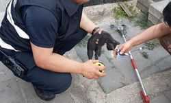 Bolu'da elektrik panosuna sıkışan kedi yavrusu kurtarıldı