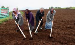 Ordu'da tescilli Akkuş şeker fasulyesinin ekimi gerçekleştirildi