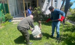 Samsun'da bir evin bahçesine giren yaralı çakal tedavi edilecek