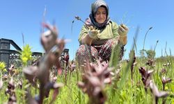 Samsun'da özel izinle yetiştirilen salep orkidesi üreticisine gelir kapısı oldu