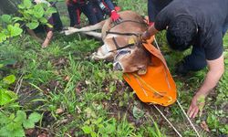 Trabzon'da yamaçtan yuvarlanan inek kurtarıldı