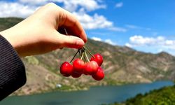 Çorum'un meşhur kirazlarının hasadı başladı