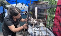 104 köpek ve 46 kediye bakan hayvansever "Şanslı"ya da evinin kapısını açtı