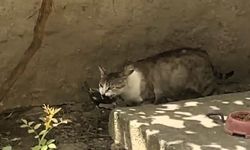 Amasya'da kedinin ağzındaki ebabil kuşu kurtarıldı