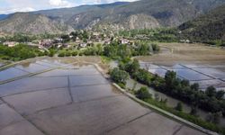 Çeltik tarlalarına dolan su ilkbahar aylarında köyü yarımadaya dönüştürüyor