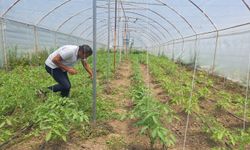 Zonguldaklı emekli madenci ata tohumuyla domates yetiştiriyor