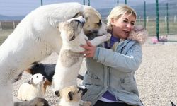 Duygu sömürüsüyle milyoner oldu: ‘Köpek Velisi’ kimdir? ‘Köpek Velisi’ Buket Özgünlü'nün mal varlığı ne kadar?