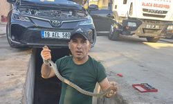 Alaca'da şaşırtan misafir: Aracın motorundan yılan çıktı!