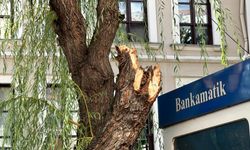 Bolu'da kırılan ağaç dalının yere düşmesi sonucu 1 kişi yaralandı