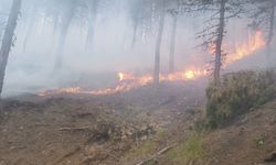 Çorum'da çıkan orman yangınında 2 hektarlık alan zarar gördü