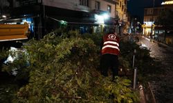 Düzce'de sağanak nedeniyle devrilen ağaç belediye ekiplerince kaldırıldı