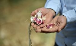 Kastamonu'da gençler harçlıklarını "beyaz altından" çıkartıyor