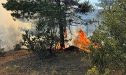 Çorum'da yangın felaketi: 2 dekar orman kül oldu