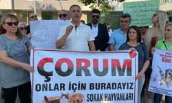 Çorum'daki CHP’li belediyeler, hayvanlarla ilgili yasayı uygulamayacak