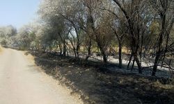 Osmancık'ta örtü yangını: Köy sakinleri zor anlar yaşadı