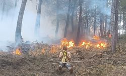 Osmancık'ta korkutan yangın! 2 hektar orman küle döndü
