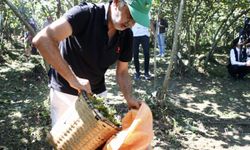 Giresun'da "Fındık Hasat Şenliği" düzenlendi